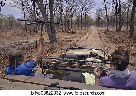 "Using telemetry devices to track big cats, Nsefu Sector, South Luangwa National Park, Zambia, Africa" View Large Photo Image Stock Image - "Using telemetry devices to track big cats, Nsefu Sector, South Luangwa National Park, Zambia, Africa". Fotosearch