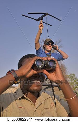 "Using telemetry devices to track big cats, Nsefu Sector, South Luangwa National Park, Zambia, Africa" View Large Photo Image Stock Image - "Using telemetry devices to track big cats, Nsefu Sector, South Luangwa National Park, Zambia, Africa". Fotosearch