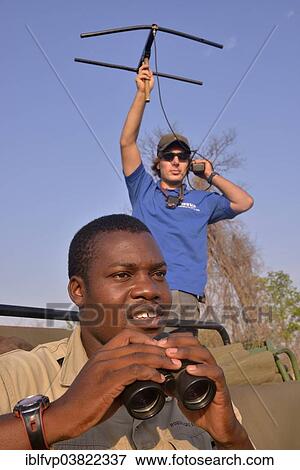 "Using telemetry devices to track big cats, Nsefu Sector, South Luangwa National Park, Zambia, Africa" View Large Photo Image Stock Photo - "Using telemetry devices to track big cats, Nsefu Sector, South Luangwa National Park, Zambia, Africa". Fotosearch