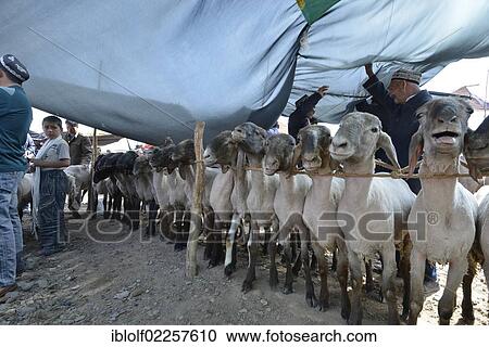 "Uyghur Muslim men wearing traditional caps, spreading a sunscreen over their sheep for sale, historic Silk Road, Uyghur animal market and Sunday market, Kashgar, Xinjiang, China, Asia" View Large Photo Image Stock Image - "Uyghur Muslim men wearing traditional caps, spreading a sunscreen over their sheep for sale, historic Silk Road, Uyghur animal market and Sunday market, Kashgar, Xinjiang, China, Asia". Fotosearch