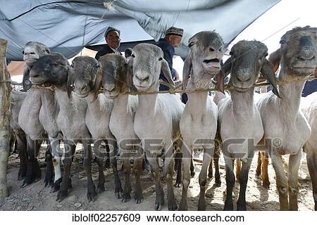 "Uyghur Muslim men wearing traditional caps, spreading a sunscreen over their sheep for sale, historic Silk Road, Uyghur animal market and Sunday market, Kashgar, Xinjiang, China, Asia" View Large Photo Image Stock Photo - "Uyghur Muslim men wearing traditional caps, spreading a sunscreen over their sheep for sale, historic Silk Road, Uyghur animal market and Sunday market, Kashgar, Xinjiang, China, Asia". Fotosearch