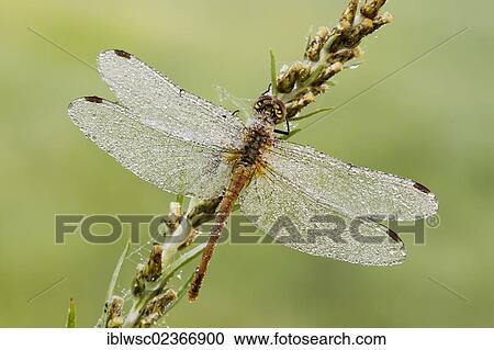 "Vagrant Darter dragonfly (Sympetrum vulgatum), male, Vulkaneifel district, Rhineland-Palatinate, Germany, Europe" View Large Photo Image Stock Image - "Vagrant Darter dragonfly (Sympetrum vulgatum), male, Vulkaneifel district, Rhineland-Palatinate, Germany, Europe". Fotosearch
