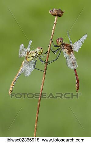 "Vagrant Darter dragonfly (Sympetrum vulgatum), female, and a Ruddy Darter dragonfly (Sympetrum sanguineum), male, on a blade of grass, Vulkaneifel district, Rhineland-Palatinate, Germany, Europe" View Large Photo Image Stock Photo - "Vagrant Darter dragonfly (Sympetrum vulgatum), female, and a Ruddy Darter dragonfly (Sympetrum sanguineum), male, on a blade of grass, Vulkaneifel district, Rhineland-Palatinate, Germany, Europe". Fotosearch
