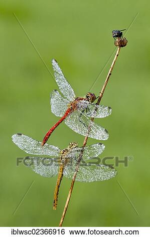 "Vagrant Darter dragonfly (Sympetrum vulgatum), female, Ruddy Darter dragonfly (Sympetrum sanguineum), male, and a fly on a blade of grass, Vulkaneifel district, Rhineland-Palatinate, Germany, Europe" View Large Photo Image Stock Photograph - "Vagrant Darter dragonfly (Sympetrum vulgatum), female, Ruddy Darter dragonfly (Sympetrum sanguineum), male, and a fly on a blade of grass, Vulkaneifel district, Rhineland-Palatinate, Germany, Europe". Fotosearch