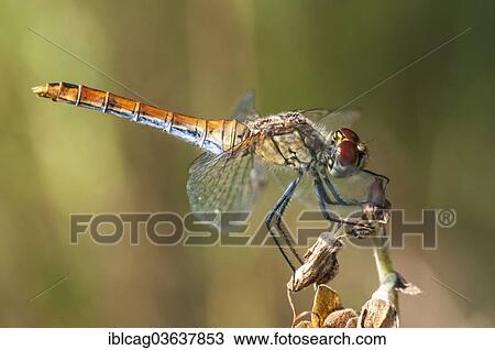 Stock Image - "Vagrant Darter (Sympetrum vulgatum), Hesse, Germany, Europe". Fotosearch