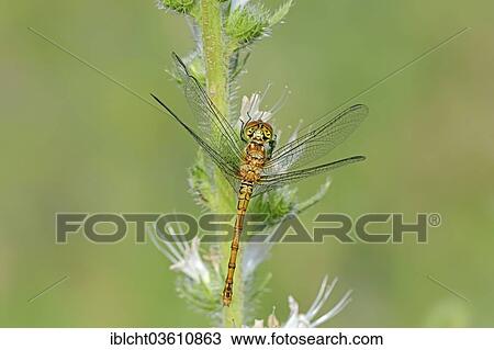 "Vagrant Darter (Sympetrum vulgatum), female, Central Macedonia, Greece, Europe" View Large Photo Image Stock Image - "Vagrant Darter (Sympetrum vulgatum), female, Central Macedonia, Greece, Europe". Fotosearch
