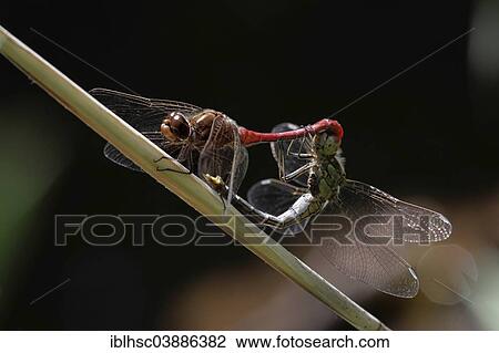 Stock Image - "Vagrant Darter (Sympetrum vulgatum), Upper Bavaria, Bavaria, Germany, Europe". Fotosearch