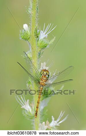 "Vagrant Darter (Sympetrum vulgatum), female, Central Macedonia, Greece, Europe" View Large Photo Image Stock Photo - "Vagrant Darter (Sympetrum vulgatum), female, Central Macedonia, Greece, Europe". Fotosearch