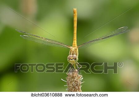 Stock Photo - "Vagrant Darter (Sympetrum vulgatum), female, Central Macedonia, Greece, Europe". Fotosearch