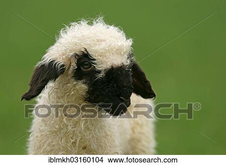 "Valais Blacknose sheep (Ovis orientalis aries), lamb, Bad Hersfeld, Hesse, Germany, Europe" View Large Photo Image Picture - "Valais Blacknose sheep (Ovis orientalis aries), lamb, Bad Hersfeld, Hesse, Germany, Europe". Fotosearch