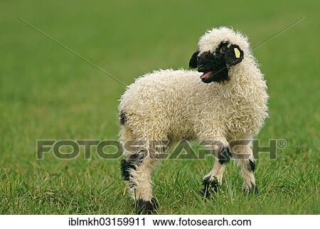 "Valais Blacknose sheep (Ovis orientalis aries), lamb, Bad Hersfeld, Hesse, Germany, Europe" View Large Photo Image Stock Image - "Valais Blacknose sheep (Ovis orientalis aries), lamb, Bad Hersfeld, Hesse, Germany, Europe". Fotosearch