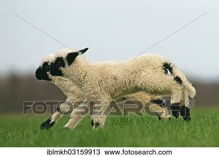 "Valais Blacknose sheep (Ovis orientalis aries), two lambs running on pasture, Bad Hersfeld, Hesse, Germany, Europe" View Large Photo Image Stock Image - "Valais Blacknose sheep (Ovis orientalis aries), two lambs running on pasture, Bad Hersfeld, Hesse, Germany, Europe". Fotosearch
