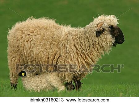 "Valais Blacknose sheep (Ovis orientalis aries), ewe with suckling lamb, Bad Hersfeld, Hesse, Germany, Europe" View Large Photo Image Stock Image - "Valais Blacknose sheep (Ovis orientalis aries), ewe with suckling lamb, Bad Hersfeld, Hesse, Germany, Europe". Fotosearch