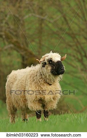 "Valais Blacknose sheep (Ovis orientalis aries), ram, Bad Hersfeld, Hesse, Germany, Europe" View Large Photo Image Stock Image - "Valais Blacknose sheep (Ovis orientalis aries), ram, Bad Hersfeld, Hesse, Germany, Europe". Fotosearch