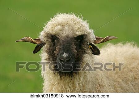 "Valais Blacknose sheep (Ovis orientalis aries), ewe, portrait, Bad Hersfeld, Hesse, Germany, Europe" View Large Photo Image Stock Photo - "Valais Blacknose sheep (Ovis orientalis aries), ewe, portrait, Bad Hersfeld, Hesse, Germany, Europe". Fotosearch