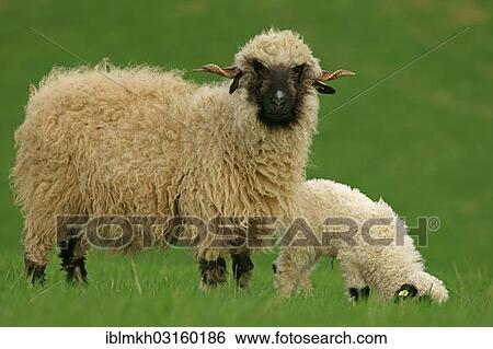 "Valais Blacknose sheep (Ovis orientalis aries), ewe with lamb, Bad Hersfeld, Hesse, Germany, Europe" View Large Photo Image Stock Photograph - "Valais Blacknose sheep (Ovis orientalis aries), ewe with lamb, Bad Hersfeld, Hesse, Germany, Europe". Fotosearch