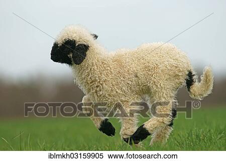 "Valais Blacknose sheep (Ovis orientalis aries), lamb running, Bad Hersfeld, Hesse, Germany, Europe" View Large Photo Image Stock Photography - "Valais Blacknose sheep (Ovis orientalis aries), lamb running, Bad Hersfeld, Hesse, Germany, Europe". Fotosearch