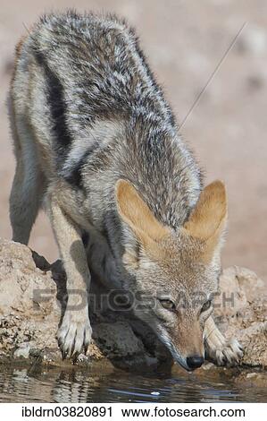 "Valances jackal (Canis mesomelas) feeding on the remains of an antelope carcass, Kgalagadi Transfrontier Park, Northern Province, South Africa, Africa" View Large Photo Image Stock Image - "Valances jackal (Canis mesomelas) feeding on the remains of an antelope carcass, Kgalagadi Transfrontier Park, Northern Province, South Africa, Africa". Fotosearch