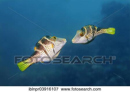 "Valentinni's Sharpnose Puffer or Black Saddled Toby, (Canthigaster valentini), courting, Great Barrier Reef, UNESCO World Natural Heritage Site, Pacific Ocean, Queensland, Australia, Oceania" View Large Photo Image Stock Photo - "Valentinni's Sharpnose Puffer or Black Saddled Toby, (Canthigaster valentini), courting, Great Barrier Reef, UNESCO World Natural Heritage Site, Pacific Ocean, Queensland, Australia, Oceania". Fotosearch