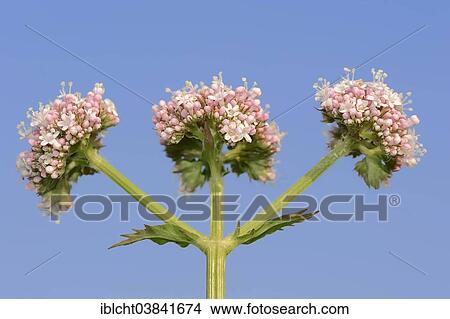 "Valerian (Valeriana officinalis), North Rhine-Westphalia, Germany, Europe" View Large Photo Image Picture - "Valerian (Valeriana officinalis), North Rhine-Westphalia, Germany, Europe". Fotosearch