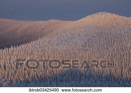 "Valtavaara in winter, view from Rukatunturi Mountain, Valtavaara-Pyhavaara Nature Reserve, Kuusamo, Northern Ostrobothnia, Finland, Europe" View Large Photo Image Stock Image - "Valtavaara in winter, view from Rukatunturi Mountain, Valtavaara-Pyhavaara Nature Reserve, Kuusamo, Northern Ostrobothnia, Finland, Europe". Fotosearch