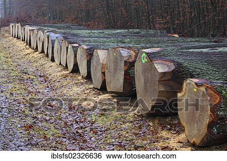"Valuable oak trunks, oak veneer, lying on a forest path ready for auction, Krodorf forest, Hesse, Germany, Europe" View Large Photo Image Stock Photograph - "Valuable oak trunks, oak veneer, lying on a forest path ready for auction, Krodorf forest, Hesse, Germany, Europe". Fotosearch