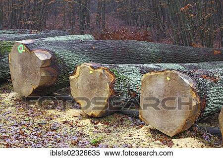 "Valuable oak trunks, oak veneer, lying on a forest path ready for auction, Krodorf forest, Hesse, Germany, Europe" View Large Photo Image Stock Photography - "Valuable oak trunks, oak veneer, lying on a forest path ready for auction, Krodorf forest, Hesse, Germany, Europe". Fotosearch
