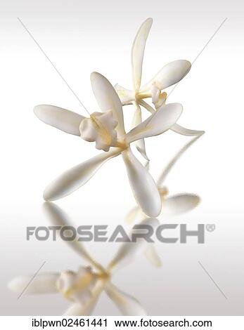 Vanilla flowers View Large Photo Image Stock Image - Vanilla flowers. Fotosearch