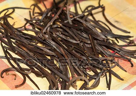 Vanilla seed pods View Large Photo Image Stock Photo - Vanilla seed pods. Fotosearch