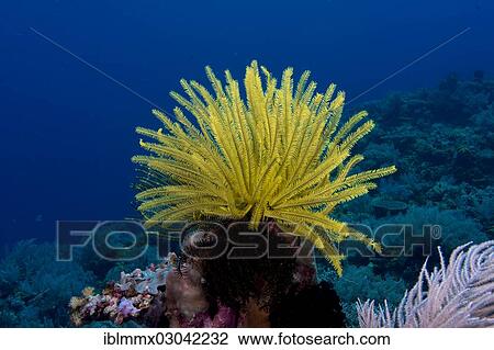 "Variable Bushy Feather Star (Comanthina schlegeli), Australia, Oceania" View Large Photo Image Stock Image - "Variable Bushy Feather Star (Comanthina schlegeli), Australia, Oceania". Fotosearch
