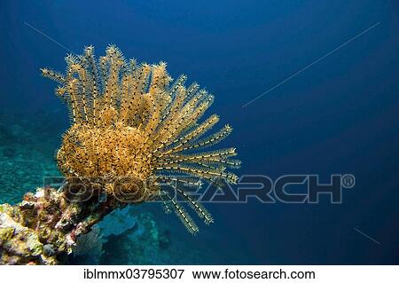 Stock Photo - "Variable Bushy Feather Star (Comanthina schlegeli), Coron, Palawan, Philippines, Asia". Fotosearch