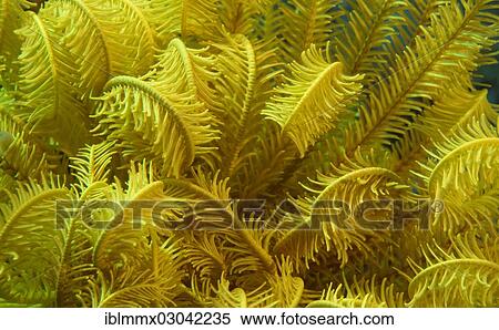 "Variable Bushy Feather Star (Comanthina schlegeli), detail, Australia, Oceania" View Large Photo Image Stock Photography - "Variable Bushy Feather Star (Comanthina schlegeli), detail, Australia, Oceania". Fotosearch