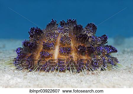 Stock Photo - "Variable Fire Urchin, Sea Urchin (Asthenosoma varium), Sabang Beach, Puerto Galera, Mindoro, Philippines, Asia". Fotosearch