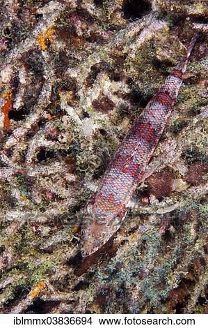 "Variegated Lizardfish or Common LIzardfish (Synod variegatus), Philippines, Asia" View Large Photo Image Picture - "Variegated Lizardfish or Common LIzardfish (Synod variegatus), Philippines, Asia". Fotosearch