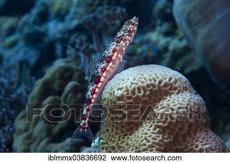 "Variegated Lizardfish or Common LIzardfish (Synod variegatus), Philippines, Asia" View Large Photo Image Stock Image - "Variegated Lizardfish or Common LIzardfish (Synod variegatus), Philippines, Asia". Fotosearch