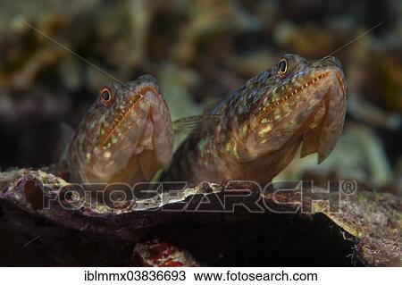 "Variegated Lizardfish or Common LIzardfish (Synod variegatus), Philippines, Asia" View Large Photo Image Stock Image - "Variegated Lizardfish or Common LIzardfish (Synod variegatus), Philippines, Asia". Fotosearch
