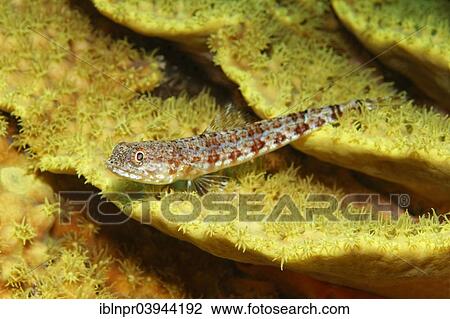 "Variegated lizardfish (Synodus variegatus) on salad coral (Turbinaria reniformis), yellow, Red Sea, Egypt, Africa" View Large Photo Image Stock Image - "Variegated lizardfish (Synodus variegatus) on salad coral (Turbinaria reniformis), yellow, Red Sea, Egypt, Africa". Fotosearch