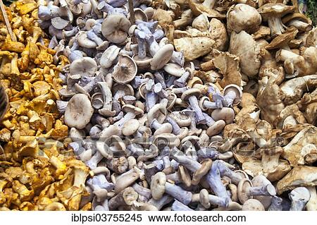 "Variety of mushrooms, Borough Market, Southwark, London, London region, England, United Kingdom, Europe" View Large Photo Image Stock Photography - "Variety of mushrooms, Borough Market, Southwark, London, London region, England, United Kingdom, Europe". Fotosearch
