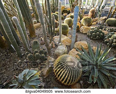"Various cacti in the botanical garden of Geneva, Switzerland, Europe" View Large Photo Image Stock Photography - "Various cacti in the botanical garden of Geneva, Switzerland, Europe". Fotosearch