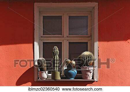 "Various cacti, potted plants standing outside on a window sill, Schnaittach, Middle Franconia, Bavaria, Germany, Europe" View Large Photo Image Stock Image - "Various cacti, potted plants standing outside on a window sill, Schnaittach, Middle Franconia, Bavaria, Germany, Europe". Fotosearch