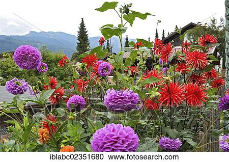 "Various Dahlias (Dahlia), Garmisch-Partenkirchen, Bavaria, Germany, Europe" View Large Photo Image Stock Image - "Various Dahlias (Dahlia), Garmisch-Partenkirchen, Bavaria, Germany, Europe". Fotosearch