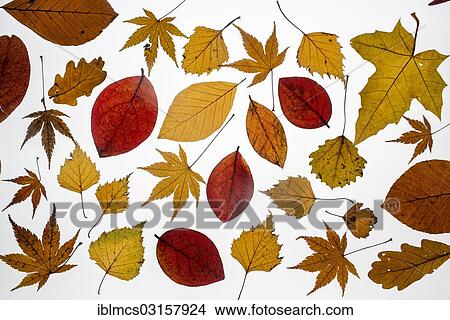 Various leaves in autumn colours View Large Photo Image Picture - Various leaves in autumn colours. Fotosearch