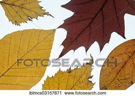 Various leaves in autumn colours View Large Photo Image Stock Image - Various leaves in autumn colours. Fotosearch