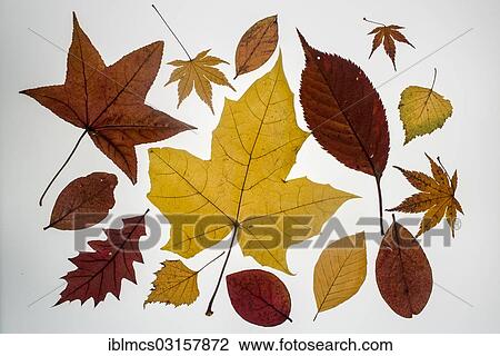 Various leaves in autumn colours View Large Photo Image Stock Image - Various leaves in autumn colours. Fotosearch