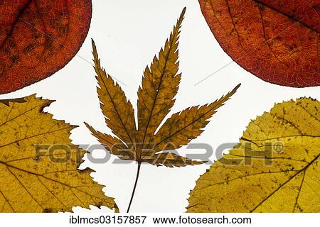 Various leaves in autumn colours View Large Photo Image Stock Photo - Various leaves in autumn colours. Fotosearch
