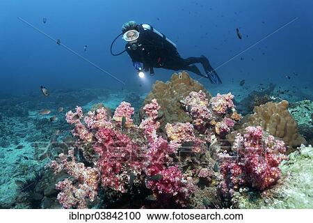 "Various soft corals and hard corals, a diver at the back, Dimaniyat Islands nature reserve, Al Batinah region, Oman, Asia" View Large Photo Image Stock Image - "Various soft corals and hard corals, a diver at the back, Dimaniyat Islands nature reserve, Al Batinah region, Oman, Asia". Fotosearch