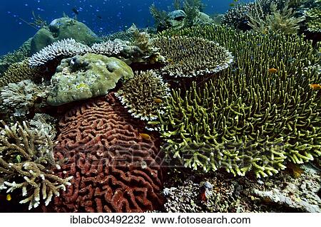 "Various species of stony corals, Kri Island, Dampier Strait, West Papua, Indonesia, Asia" View Large Photo Image Stock Image - "Various species of stony corals, Kri Island, Dampier Strait, West Papua, Indonesia, Asia". Fotosearch