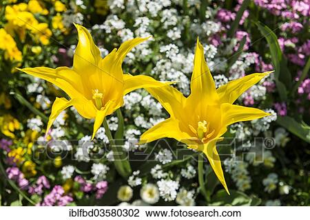 "Various Tulips (Tulipa), Mainau island, Lake Constanz, Baden-Wurttemberg, Germany, Europe" View Large Photo Image Stock Image - "Various Tulips (Tulipa), Mainau island, Lake Constanz, Baden-Wurttemberg, Germany, Europe". Fotosearch