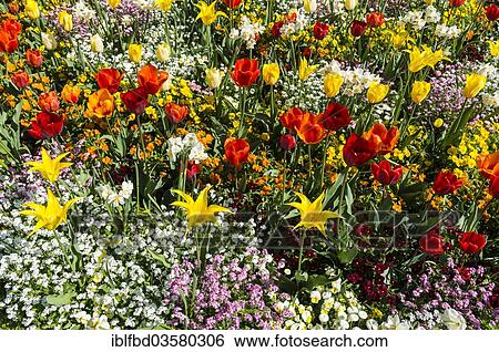 "Various Tulips (Tulipa), Mainau island, Lake Constanz, Baden-Wurttemberg, Germany, Europe" View Large Photo Image Stock Photograph - "Various Tulips (Tulipa), Mainau island, Lake Constanz, Baden-Wurttemberg, Germany, Europe". Fotosearch