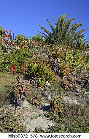 "Various types of Aloe (Aloe sp. ), Lambert's Bay, Western Cape, South Africa, Africa" View Large Photo Image Stock Photo - "Various types of Aloe (Aloe sp. ), Lambert's Bay, Western Cape, South Africa, Africa". Fotosearch